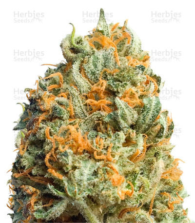 Fully Loaded Auto — Heavyweight Seeds