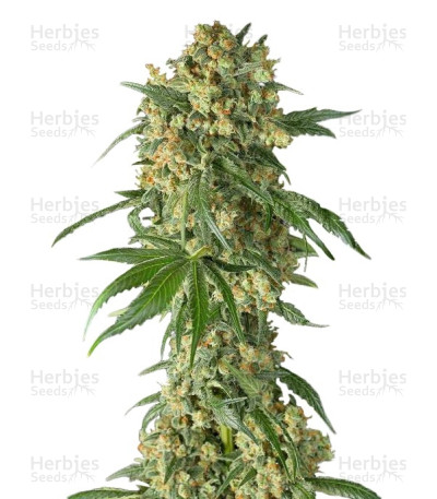 Big Kush
