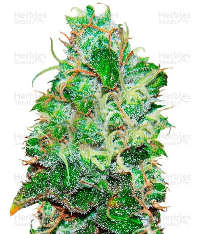 Fruity Chronic Juice