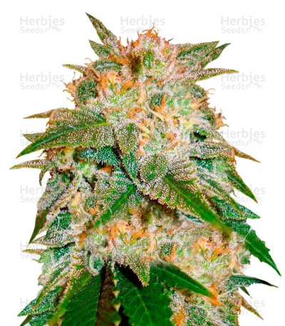 La Bella Afrodita Auto — Delicious Seeds