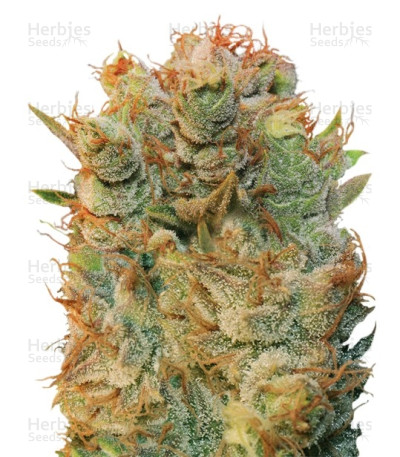 MK Ultra x Bubblegum — T.H. Seeds