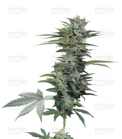 Roadrunner Autoflowering #2 — Dinafem Seeds