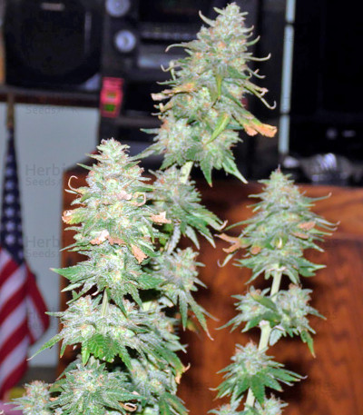 Afghan Kush X Yumbolt — World of Seeds