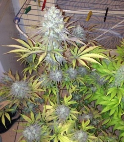 Royal Highness CBD — Royal Queen Seeds