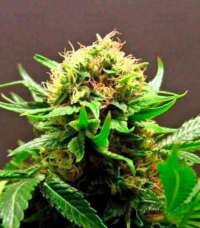 Shark Attack — Dinafem Seeds