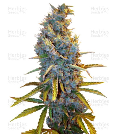 Cream Caramel F1