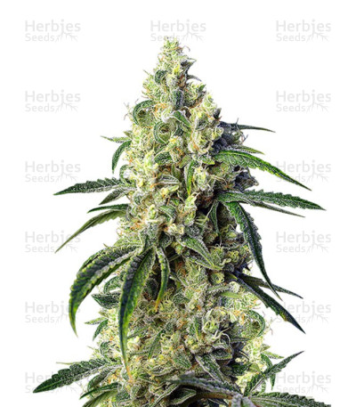 Green Poison CBD — Sweet Seeds