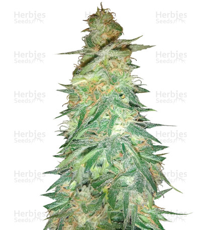 Holy Grail 69