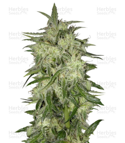 Lemon OG Haze