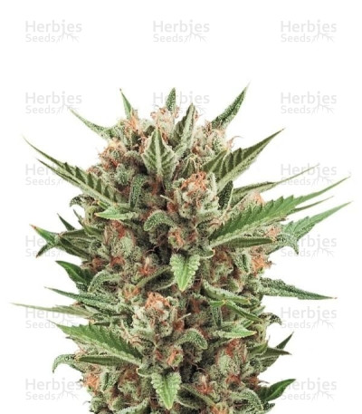 Sweet Skunk Auto