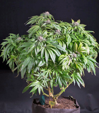 Ewe-2 — Humboldt Seeds Organization