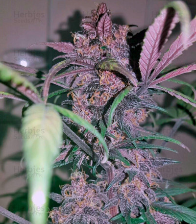 Black Cream Auto — Sweet Seeds