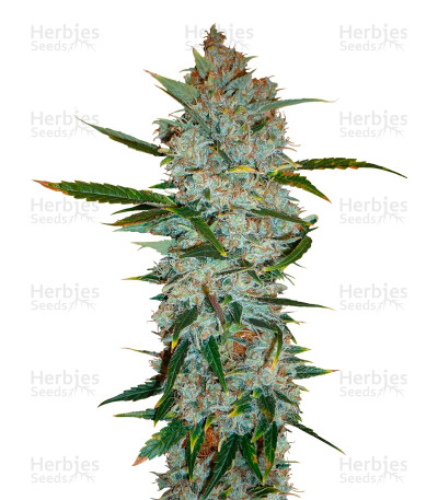 Kali Mist — Serious Seeds