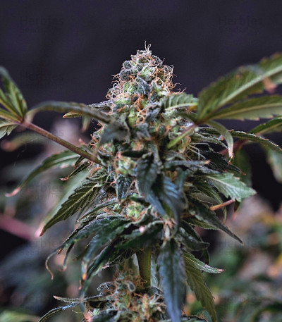 Outlaw — Dutch Passion