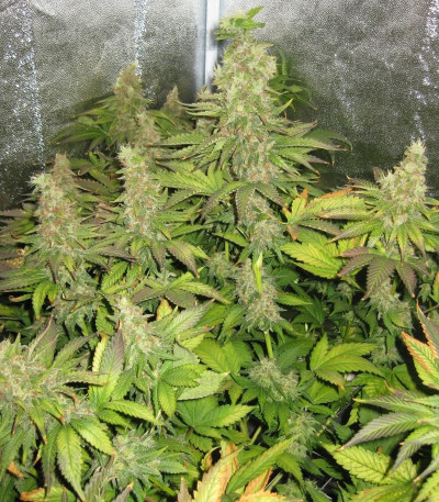Blue Mystic — Royal Queen Seeds