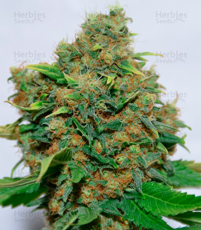 Excalibur — Eva Seeds