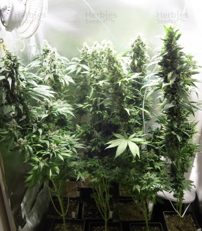 Fruit Spirit — Royal Queen Seeds