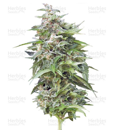 Haze Gom Auto