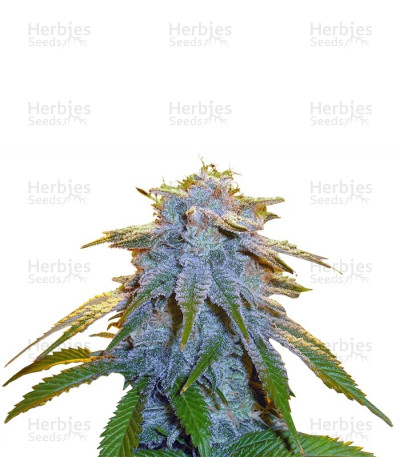 Sweet Tooth #1 — Barney's Farm