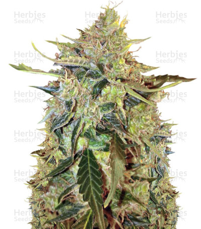 American Pie Auto