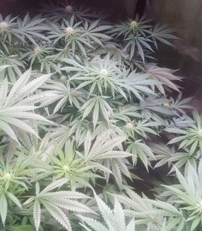 Crystal Queen — Vision Seeds