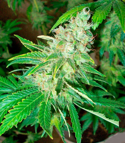 La Blanca — Kannabia Seeds
