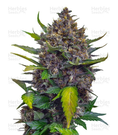 Black Cream Auto