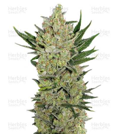Blueberry Cheese Auto