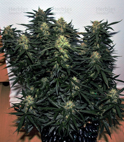 Auto Daiquiri Lime — Dutch Passion