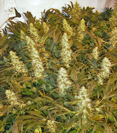 Double Dutch — Serious Seeds