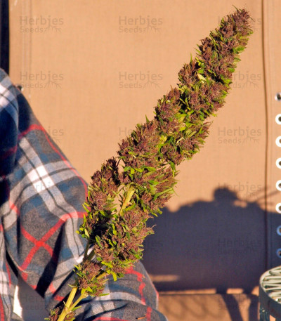 Purple Paro Valley — Mandala Seeds