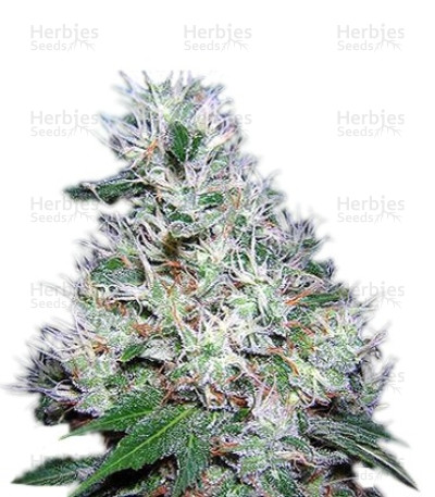 Bubble Gum