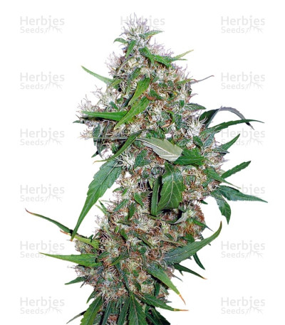 Critical Kush Auto — Barney's Farm