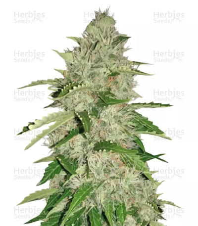Nefertiti — Pyramid Seeds