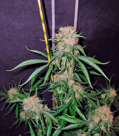 Crimea Blue — Barney's Farm