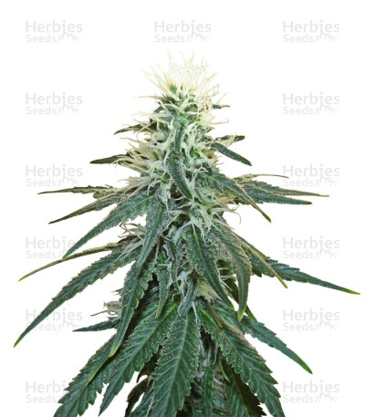 Early Skunk — Sensi Seeds