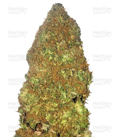 Jackpot Auto — Heavyweight Seeds
