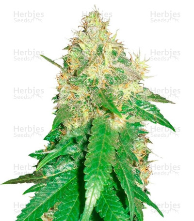 Northern Light Blue