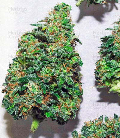 Automaria II — Paradise Seeds