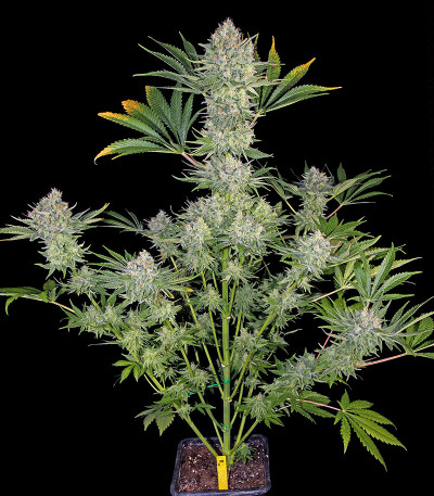 Serious Kush — Serious Seeds