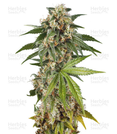 Kush 'N' Cheese Auto