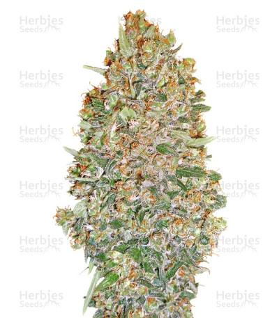 Chocolate Skunk Auto