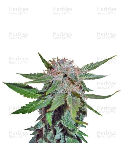 Royal Cheese — Royal Queen Seeds