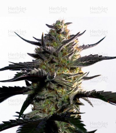 Blueberry-OG-fem-Barney-s-Farm
