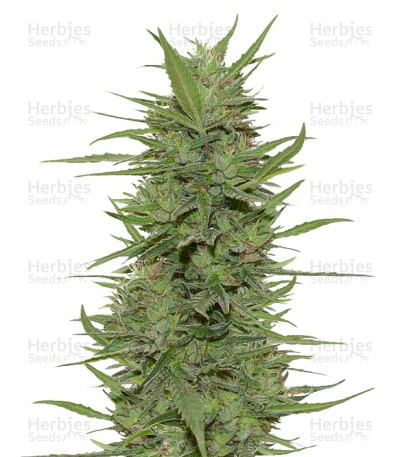 Dr Greenthumb’s Dedoverde Haze Auto — Humboldt Seeds Organization