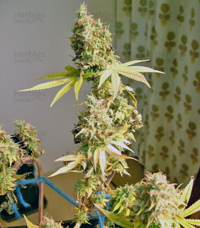 Psicodelicia — Sweet Seeds