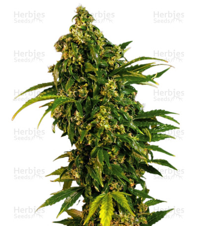 Mass Auto