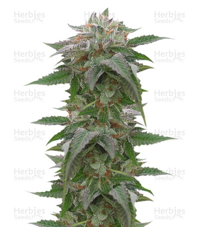 Bubba Kush 2.0