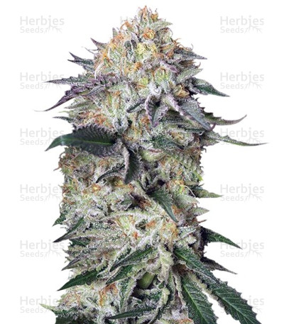 Lemon Garlic OG