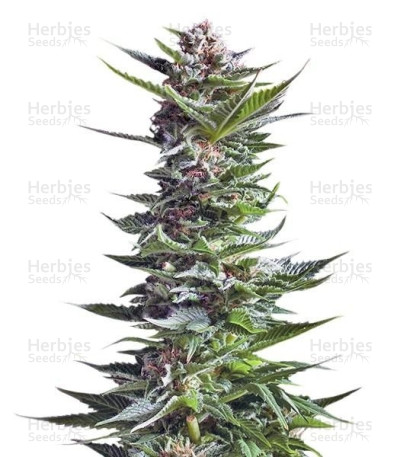 Shining Silver Haze